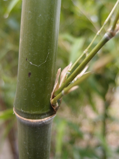 Phyllostachys nigra Boryana
